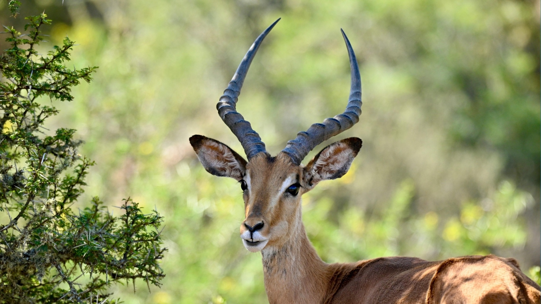 Impala in the bushveld